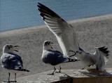 Raucous gulls.jpg
