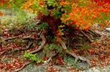 11-10-2005 Lost Maples26.JPG