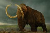 Woolly Mammoth in Victoria Museum.jpg