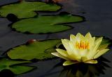 Water Lily Bloom2.jpg