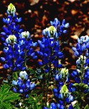 Texas Bluebonnets 439.jpg