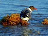 Feeding on Washed Up Seaweed 1.jpg