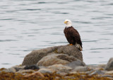 bald eagle by the sea - 2171