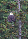 bald eagle - 2142