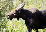 cow moose