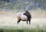 Rocky Mountain Elk