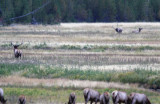 dominant elk going to get the other cows