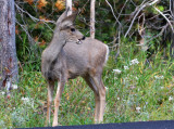 deer on the side of the road