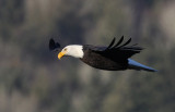 Bald Eagles in Deming, WA 1/1/11