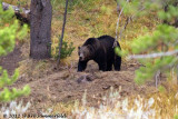 Grizzly Bear on Mule Deer Carcass (YNP)