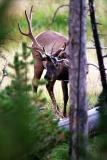 bull elk