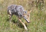 Coyote near Canyon