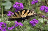 E. Tiger Swallowtail (Papilio glaucus)