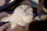 Majestuous