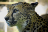 A cheetah portrait...
