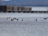 Ducks in the Hudson
