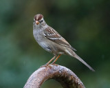 10-3-08 Chipping Sparrow_3255_filtered.jpg