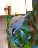 12-15-08 nuthatch new digs_0825c2adj.jpg