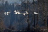 12-16-08 swans and woods_0991c4.JPG