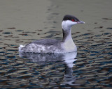 12-30-08 eared grebe_1370a.jpg