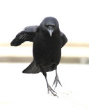 12-30-08 crow hop_1248a.jpg