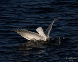 1-17-09 seagull dive dive_1704 cor.jpg