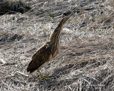 2-19-09 American Bittern_2430a.jpg