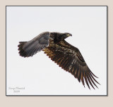 2-19-09 im bald eagle_2474a.jpg