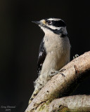 2-16-09 fm downy_2403a.jpg