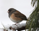 2-9-09 fm junco with snow_2166c2.JPG