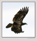 2-19-09 im bald eagle_2479.JPG