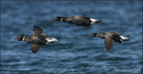 3-10-09 4 Brant fltt_3002c3afr.jpg