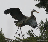 3-22-09 Heron landing_3665c3a.jpg