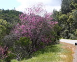 4-10-098 flowering tree lake berryessa_4307.JPG