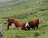 4-11-09 an authentic bull fight Lost Coast of Calif_4382.JPG