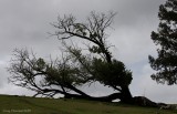4-8-09 oak tree Kings Ridge_4200.JPG