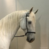 5-20-09 Setti_5517.JPG