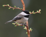 4-14-09 black-capped chickadee_4419.JPG