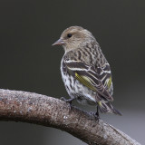 4-14-09 pine siskin_4412.JPG