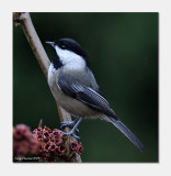 4-2-09 bc chickadee c4_4077_filtered.jpeg