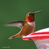5-19-09 m rufous_5414.jpeg