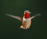 5-20-09 m rufous_5473.JPG