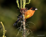 5-24-09 black headed grosbeak_5810.JPG