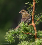 5-31-09 f purple finch_5885_filtered.jpg