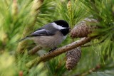 5-7-09 bc chickadee ff.JPG