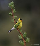 5-7-09 m goldfinch_5167.JPG