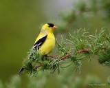 5-7-09 m goldfinch_5176.JPG