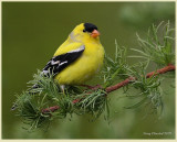 5-7-09 m goldfinch_5179afr.jpg
