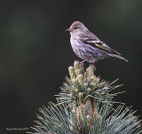 5-7-09 pine siskin_5194.JPG