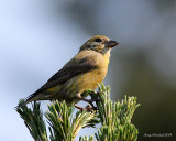 6-5-09 f crossbill_6072.jpeg